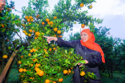 Baca juga : Potensi Besar Jeruk Siam Madu di Tutur, Kabupaten Pasuruan Dorong Perluasan Pasar dan Desa Wisata