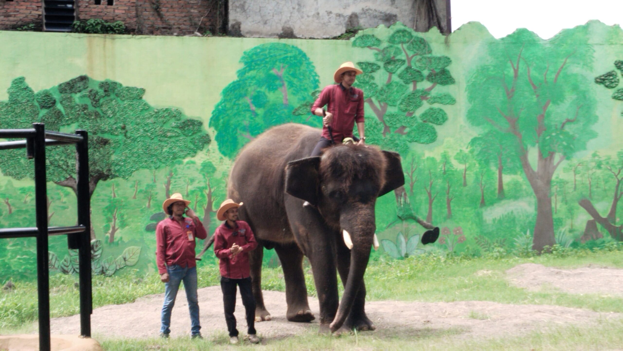 PD Taman Satwa KBS Edukasi Pengunjung Lewat Ultah Gajah Bernama Gonzales