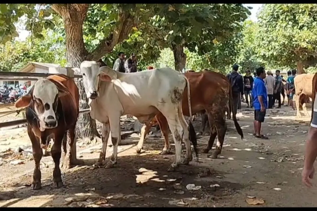 Wabah PMK Mereda, Pacitan Mulai Buka Pasar Hewan