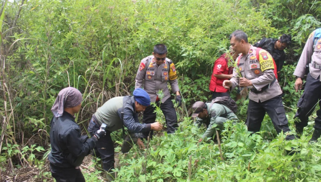 Viral 59 Titik Ladang Ganja di Kawasan Bromo, Begini Penjelasan BB TNTS