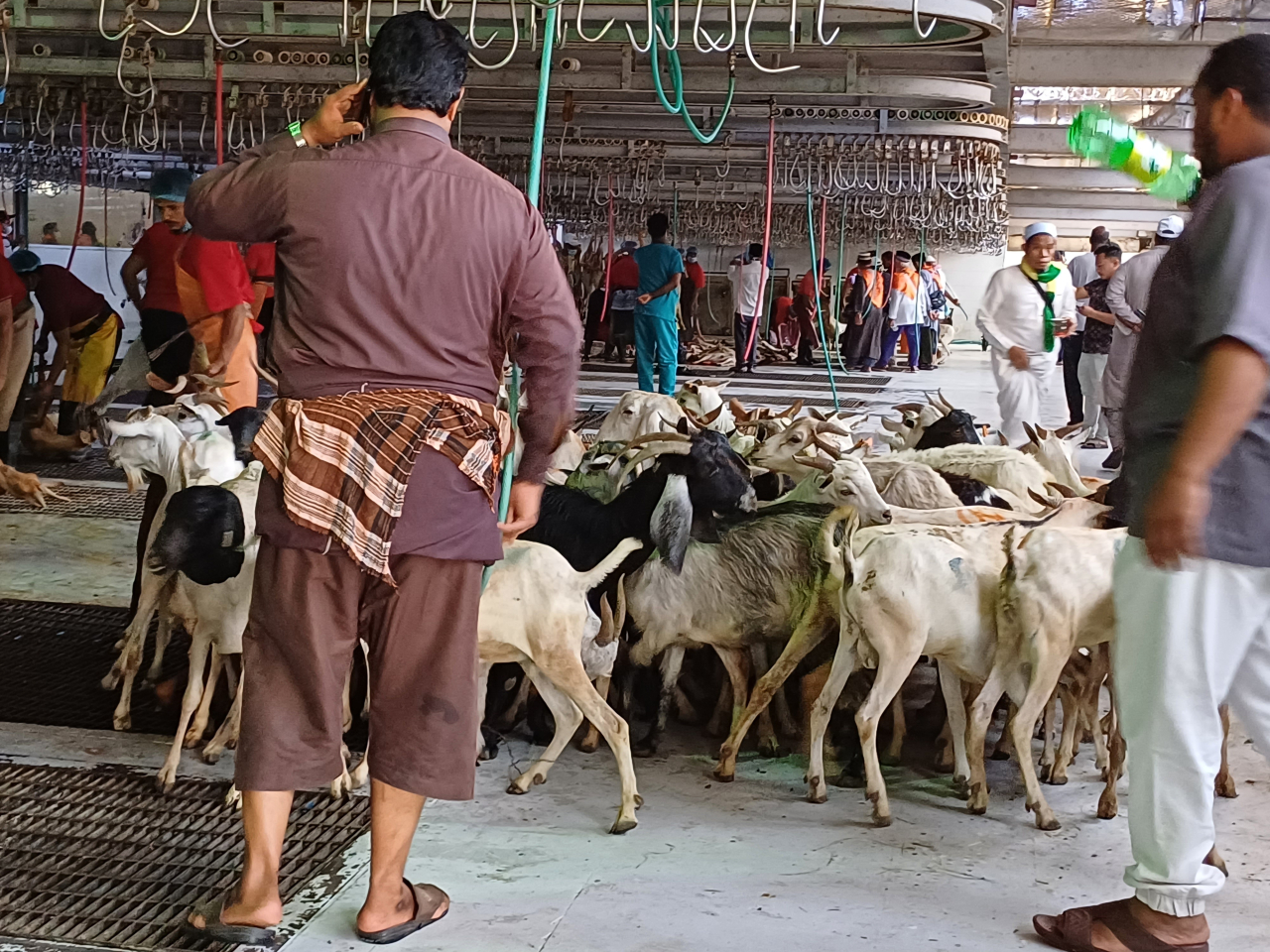 PPIH Arab Saudi Larang Jemaah Lakukan Penyembelihan Dam/Hadyu di RPH Kota Makkah
