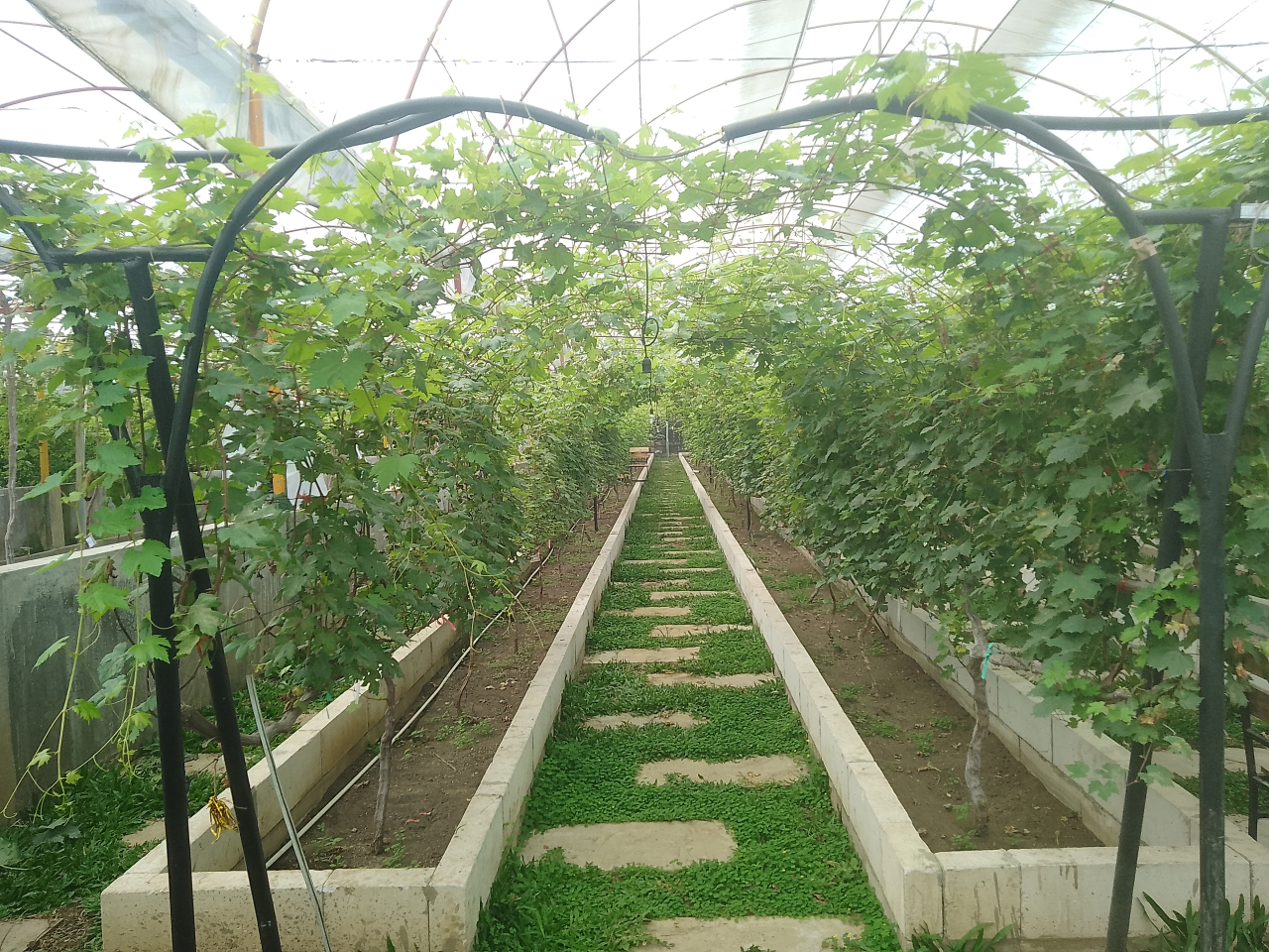 Gamma Grape Experience di Malang, Wisata Edukasi Budidaya Anggur
