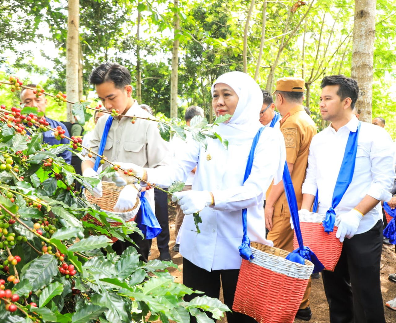 Wapres Gibran Panen Raya Kopi di Bondowoso, Gubernur Khofifah Kenalkan Strategi Communal Branding Penuhi Pasar Ekspor
