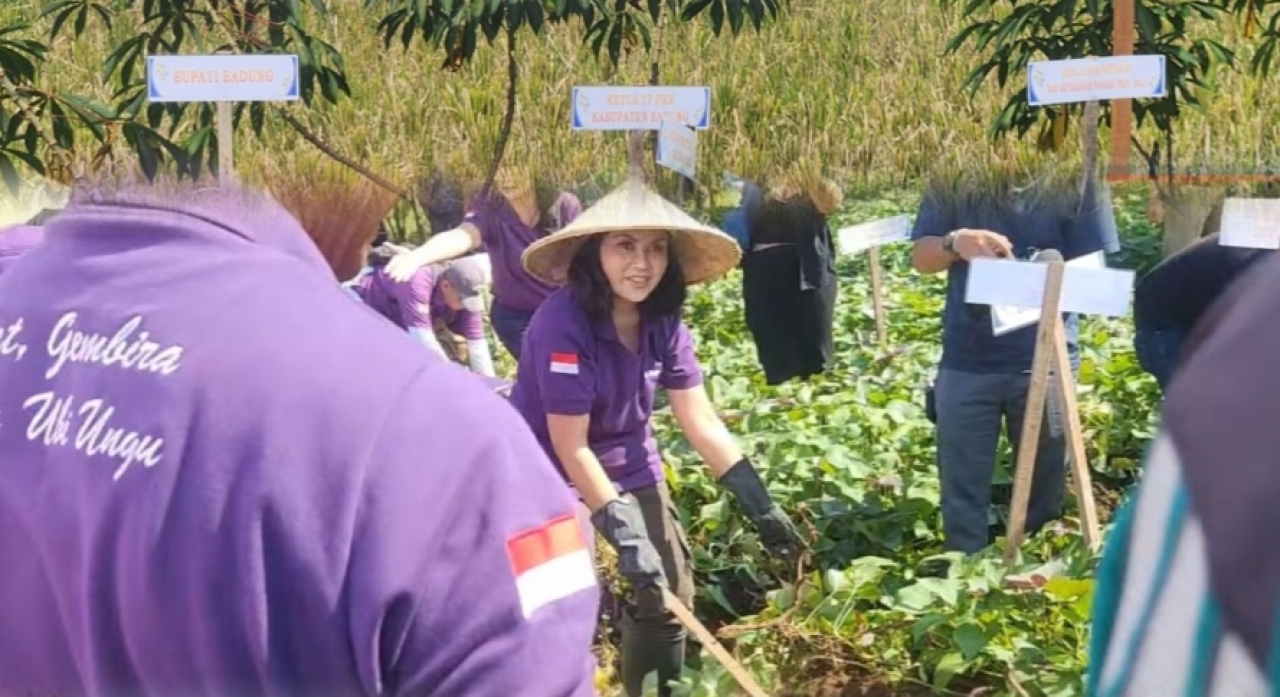 Universitas Udayana Sinergi Ketahanan Pangan bersama Pemkab Badung dengan Ubi Ungu