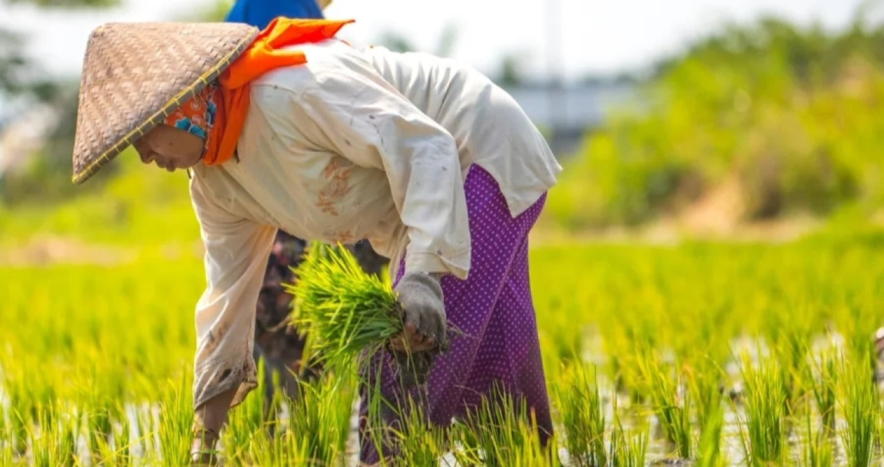 Hari Tani Nasional 2025