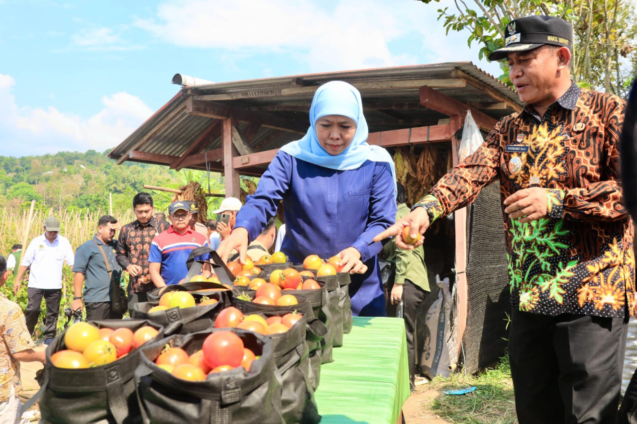 Gubernur Khofifah Minta Bupati dan Walikota Serap Tomat Petani untuk Stabilisasi Harga