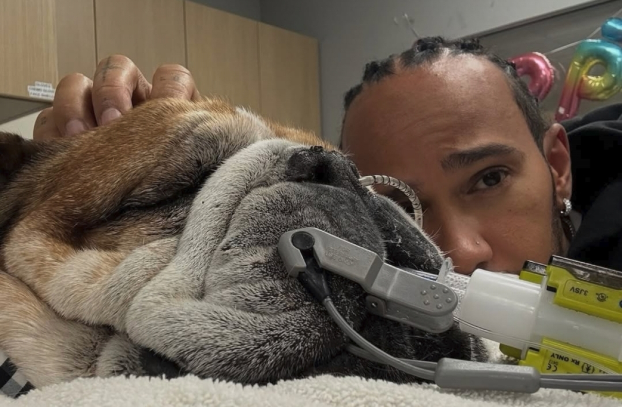 Lewis Hamilton Berduka, Roscoe Bulldog Kesayangannya Mati setelah 4 Hari Koma