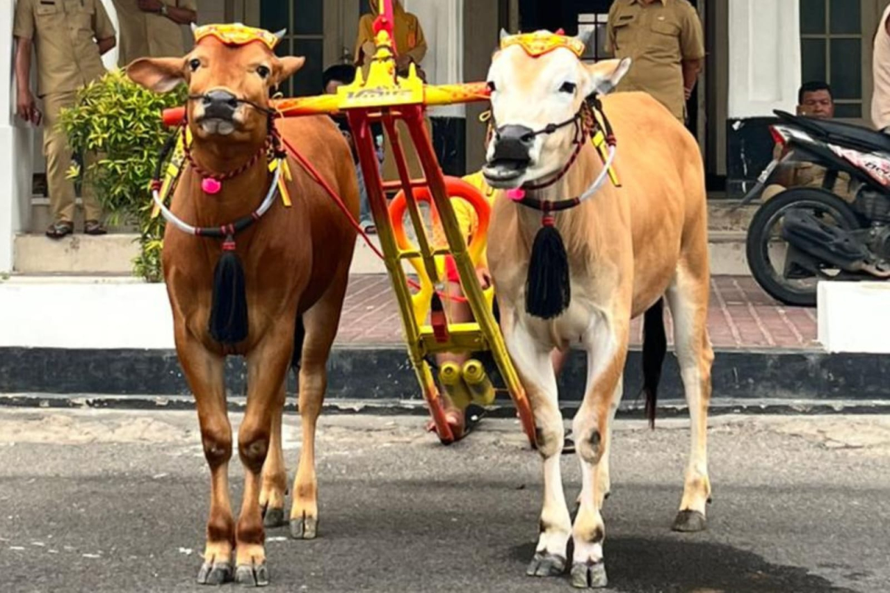 Anti Virus Juara Karapan Sapi Piala Presiden 2025
