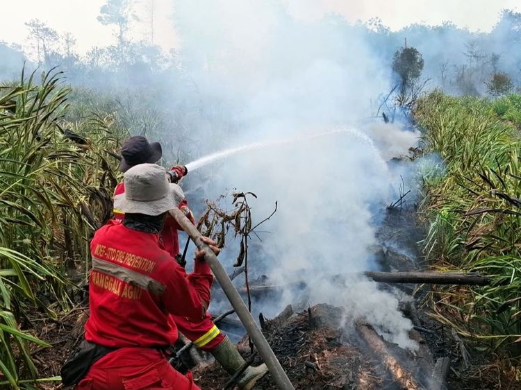 Petugas Manggala Agni memadamkan kebakaran hutan dan lahan